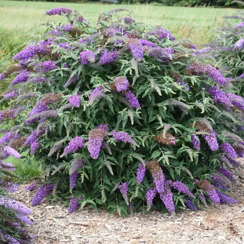 Purple Perennial Flowers