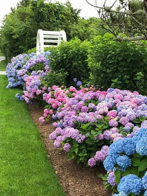 different Ways to Grow Hydrangeas in garden 