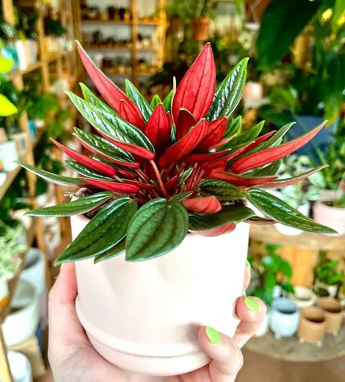 plant With Red Veins on the leaf