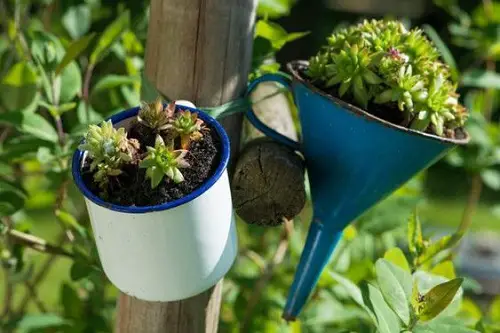 easy Succulents Planted Hanging Mugs and Funnel Planters
