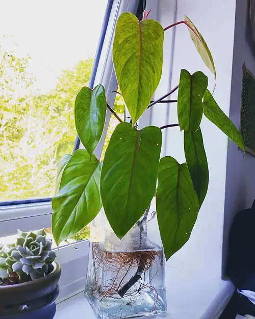 bushing philodendron near windowsill in jar