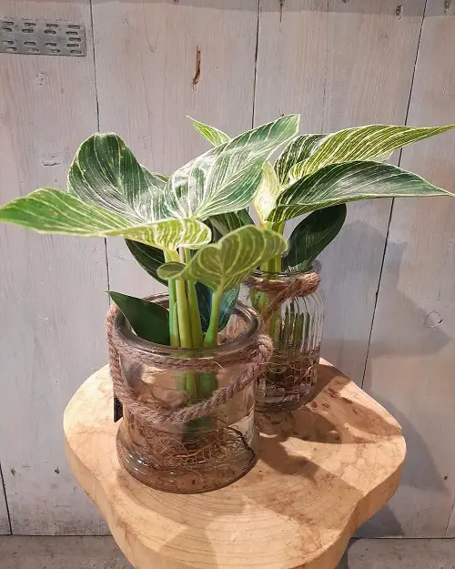 Philodendron in Glass Jars with Rope