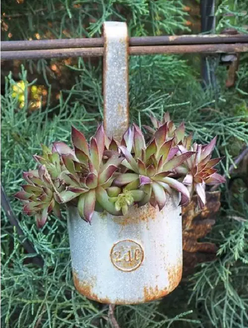 Fantastic Ideas on Succulents Tin Container Hanger