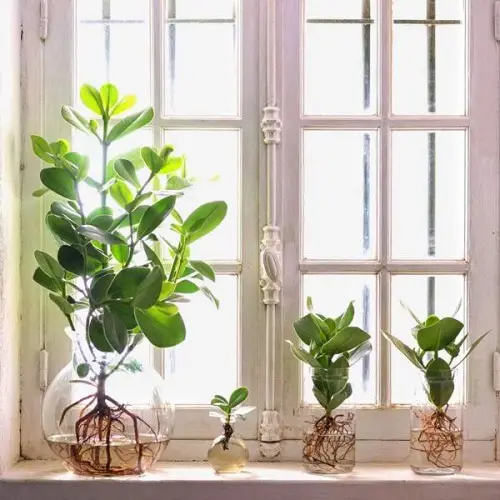 jar in sizes near windowsill