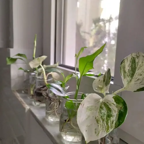 pothos collection in water jar