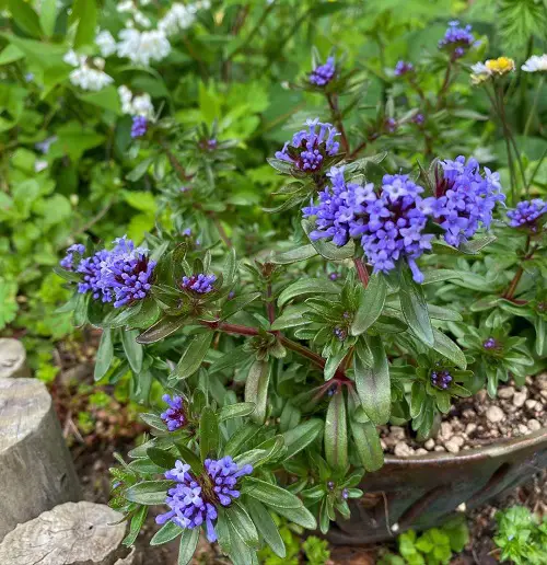 Blue Flower Names in blue pot