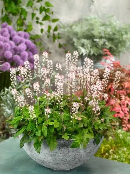 Annual Flowers that Bloom Throughout the Summer