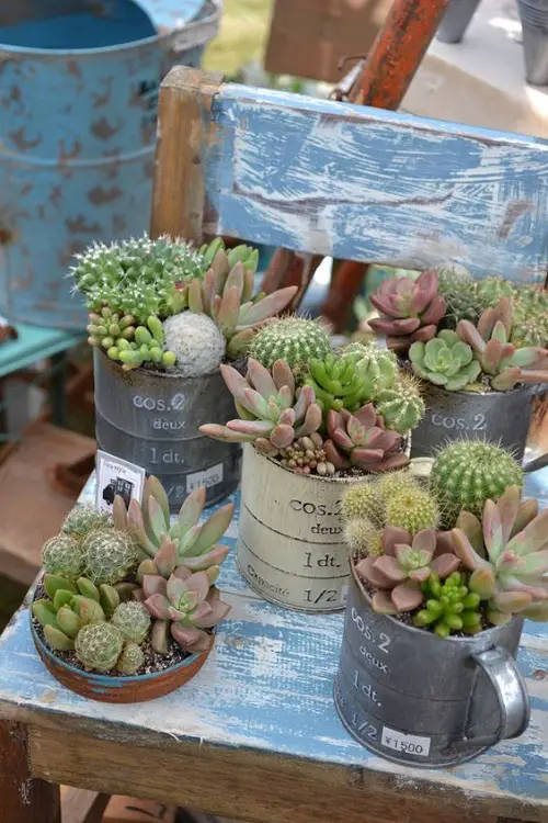 Fantastic Ideas on Succulents in Tin Mugs and Platters