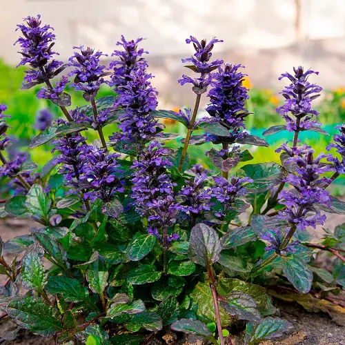 best Annual Flowers that Bloom Throughout the Summer