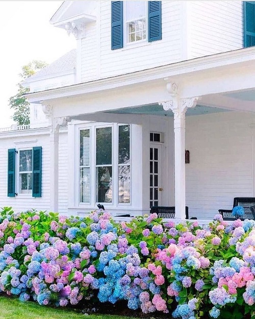 different Ways to Grow Hydrangeas 2