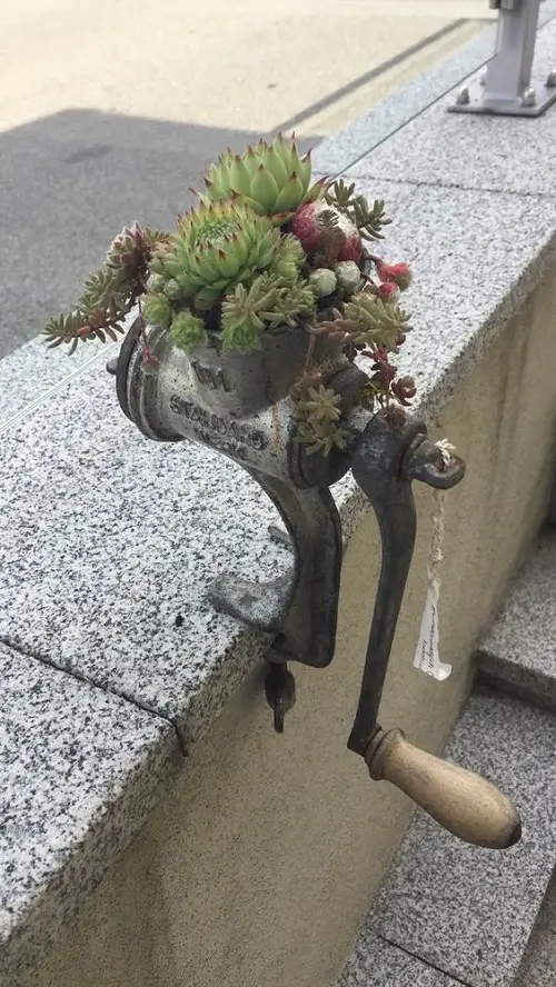 Meat Grinder with Colorful Succulents