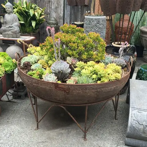 Display of Colorful Succulents in a Large Cauldron