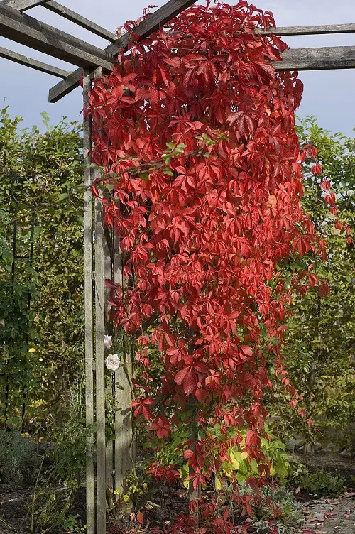 beautiful red stem plant in yard