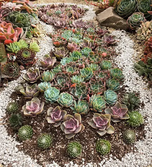 Common Houseleeks Surrounded by White Gravel