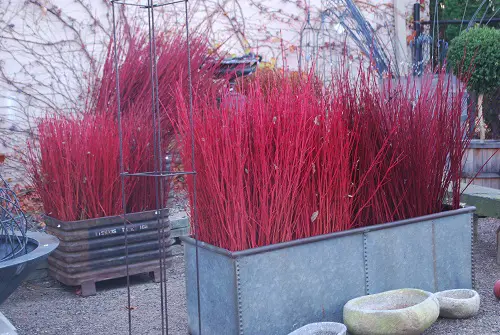 Upcycled Red Dogwood Planters