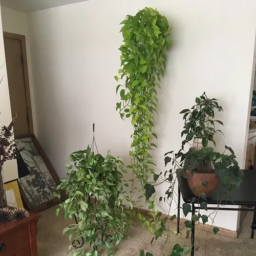 best Fabulous Indoor Vine Garden Ideas