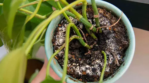 Signs that Show Your Soil is Bad 7