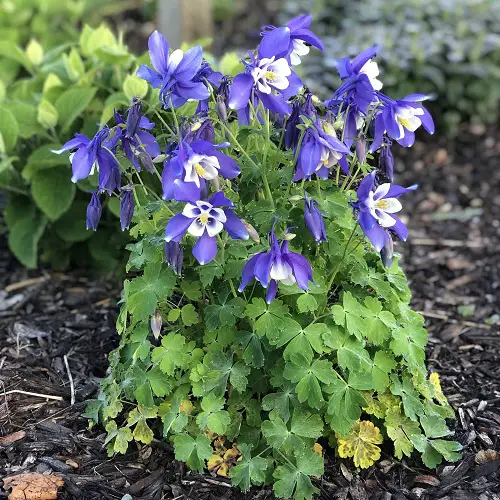 Blooms that Reappear Every Year