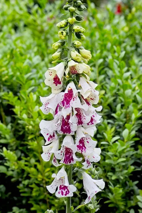 faxglove flower in garden 