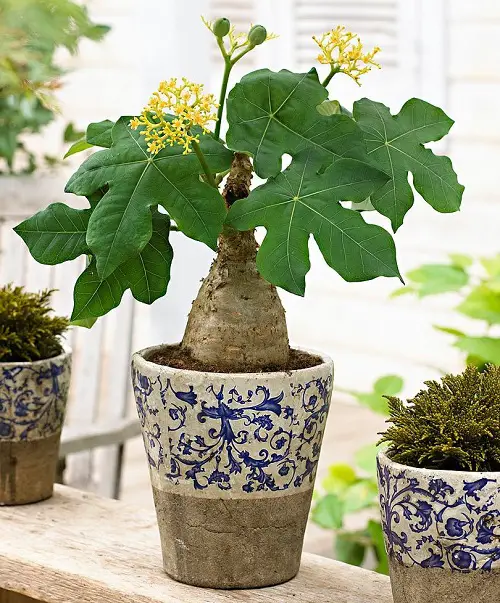 Succulents with Yellow Flowers in pot ideas