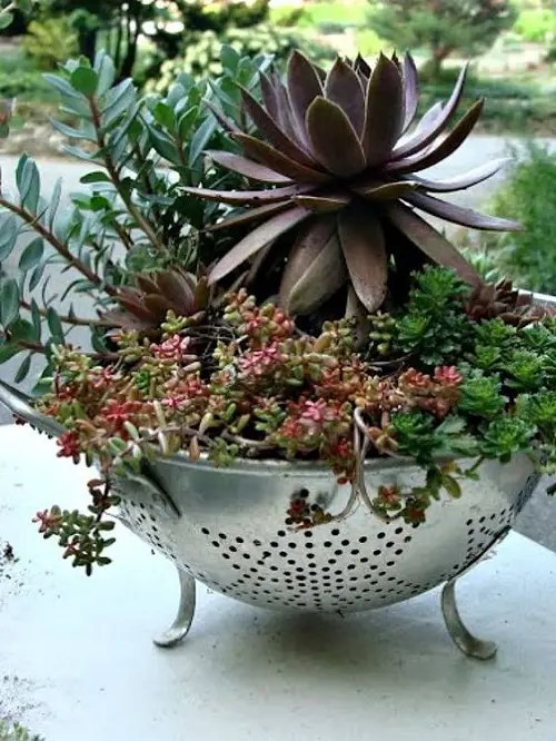 Strainer Colander as a Container for Succulents