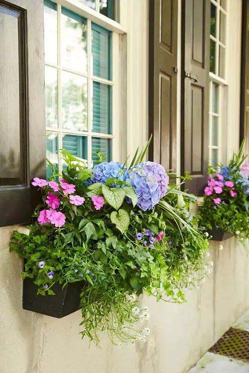 different Ways to Grow Hydrangeas in windowsill pot 