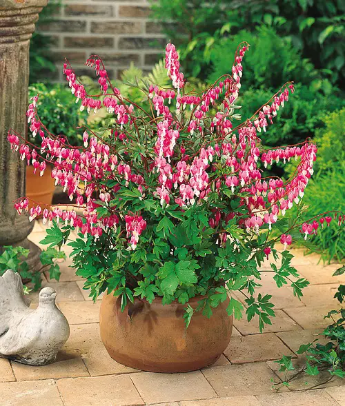Perennial Flowers that Bloom All Summer 