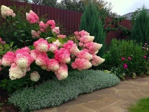 different Ways to Grow Hydrangeas 3