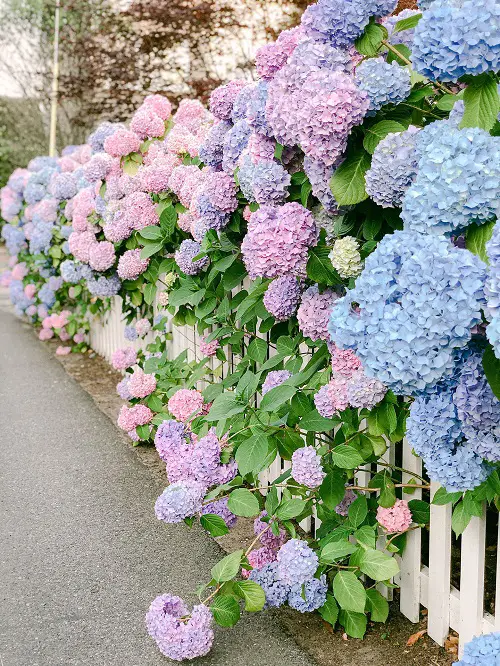 different Ways to Grow Hydrangeas in walls