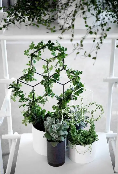 Vines with Amazing Support Structure