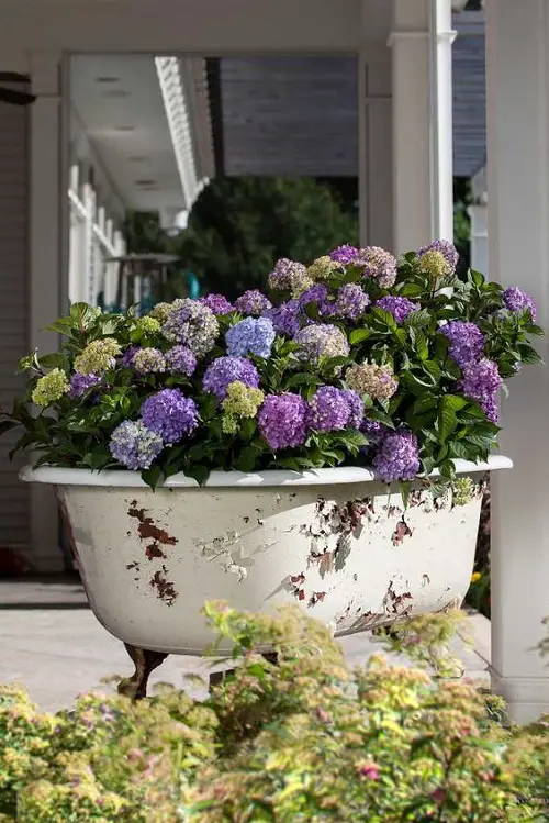 different Ways to Grow Hydrangeas 