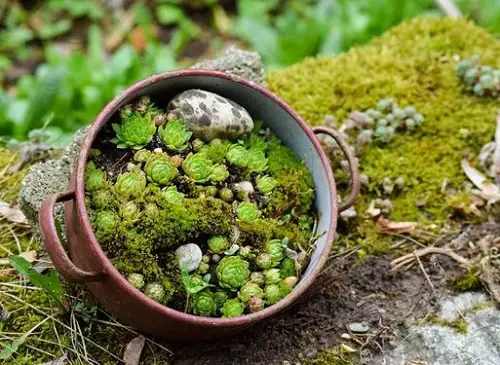 Fantastic Ideas on Succulents Metal Pot with Rocks and Succulents