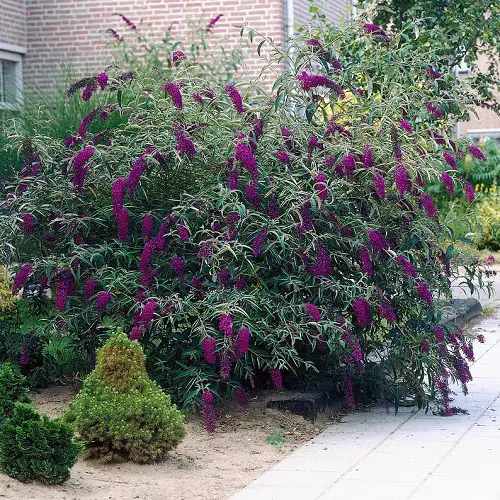 beautiful Best Black Grasses for Landscaping 