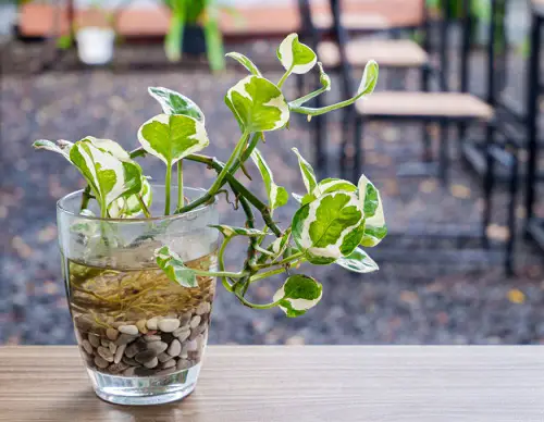 pothos Plants in Water on Shelf 