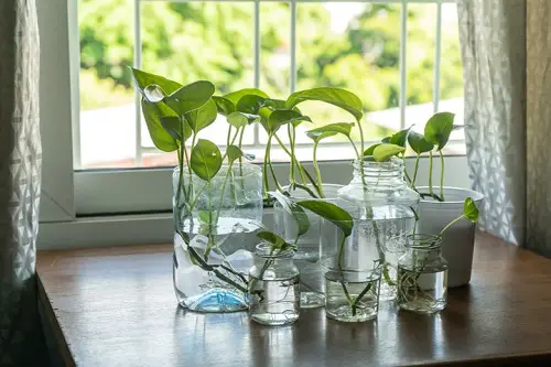beautiful Houseplants in Water Centerpiece Ideas