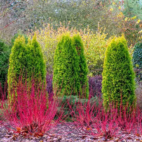 Spring Hedge Idea