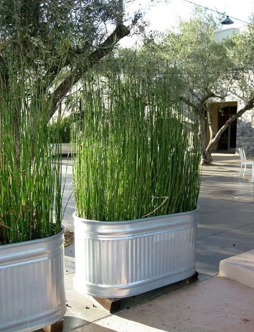 Ornamental Grass Hedge