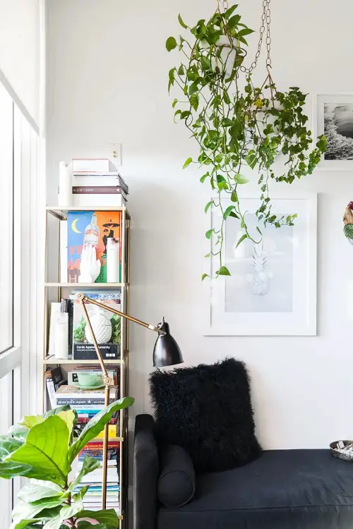 A Simplistic Hanging Vine paired with a Fiddle-Leaf Fig