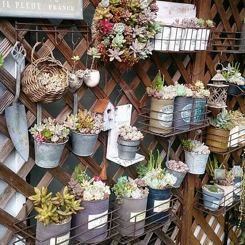 Succulents Planted in Kitchen Items
