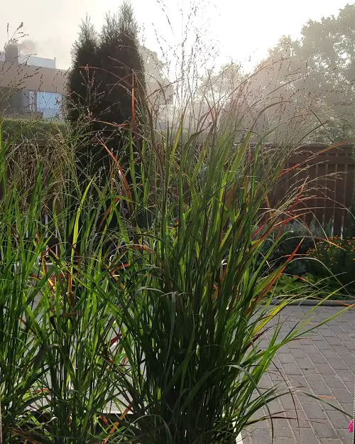 top Best Black Grasses for Landscaping