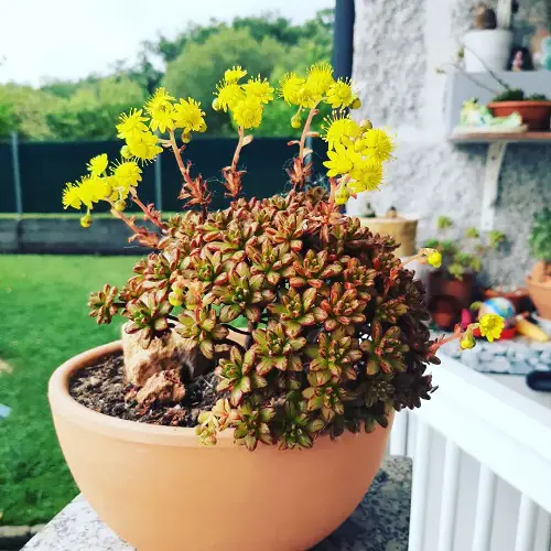 Succulents with Yellow Flowers outdoor