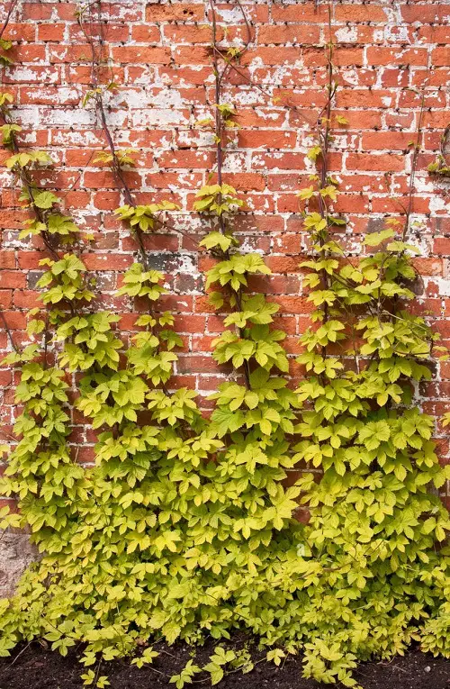  rapid Growing Vines for Covering a Fence or Wall