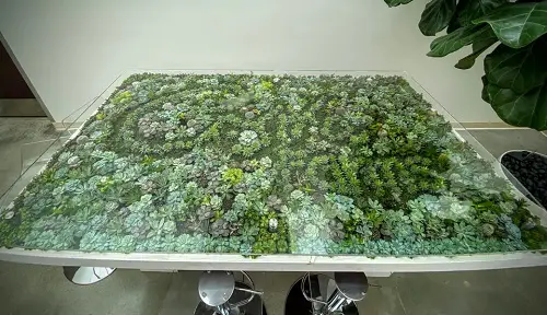 Succulent Galaxy on a Table