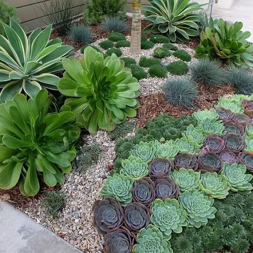 Giant Aeoniums with Small Echeverias