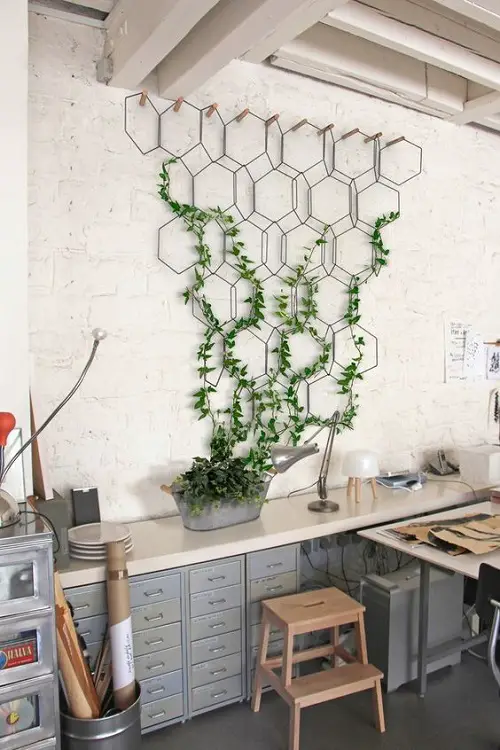 Vine Climbing a Geometrical Trellis