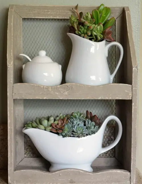 Succulents in the Jug