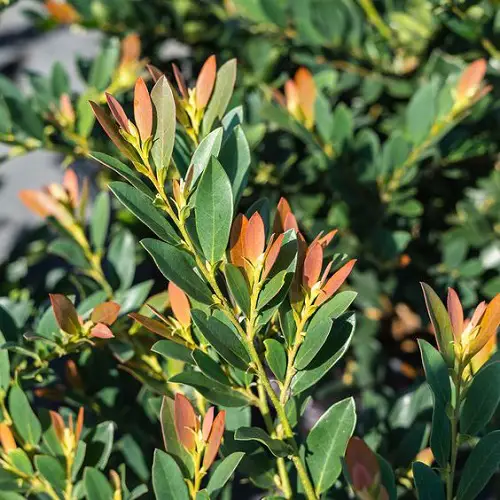 Best Distylium Varieties 5