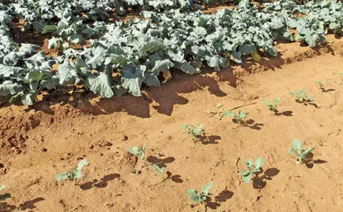 Signs that Show Your Soil is Bad 11