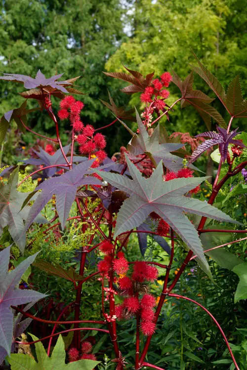best red stem plants 6
