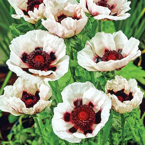 White Flowers with Purple Center